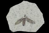 Fossil March Fly (Plecia) - Green River Formation #95845-1